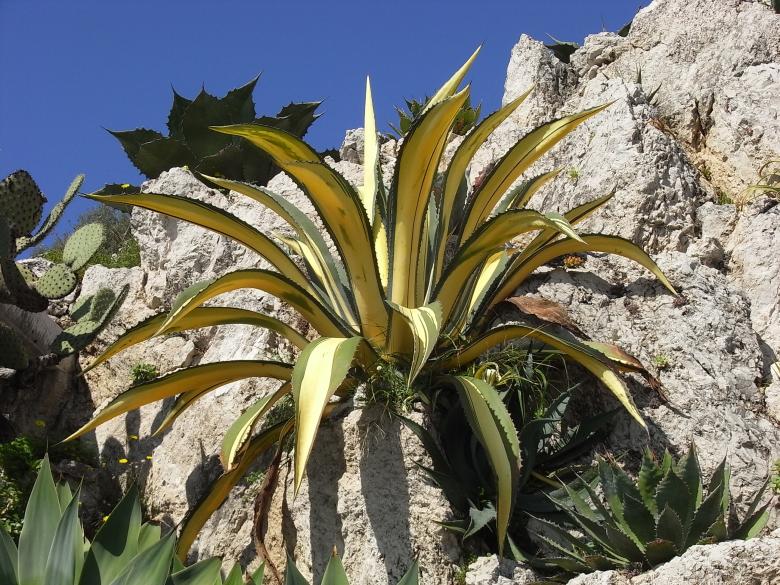 Free stock image of Yellow Century Plant created by Jackie Skeate