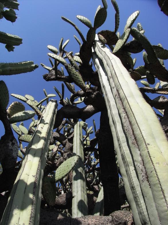 Free stock image of Cacti created by Jackie Skeate