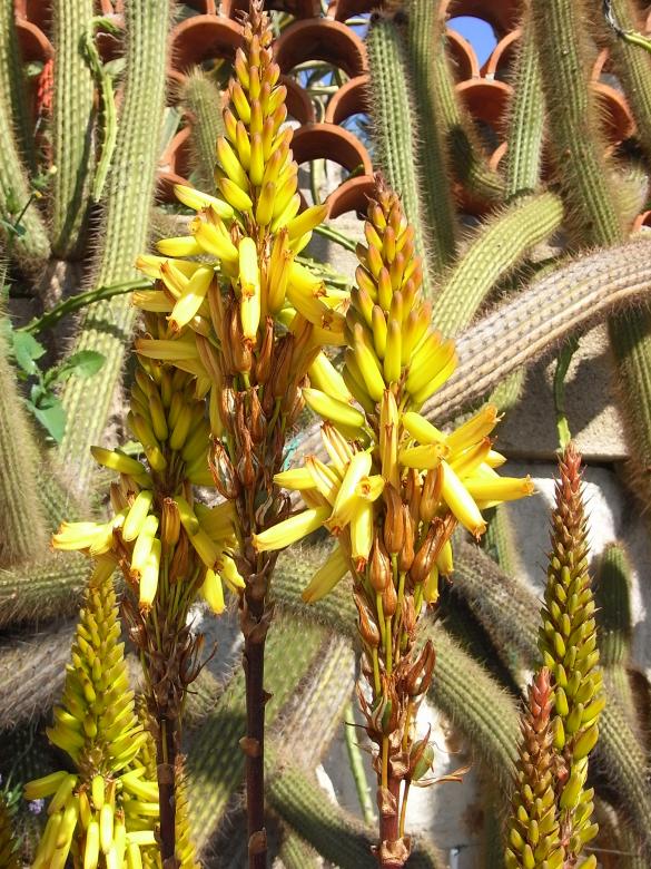 Free stock image of Yellow cactus flowers created by Jackie Skeate