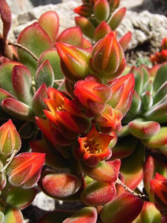 Free stock image of Red cactus flowers created by Jackie Skeate