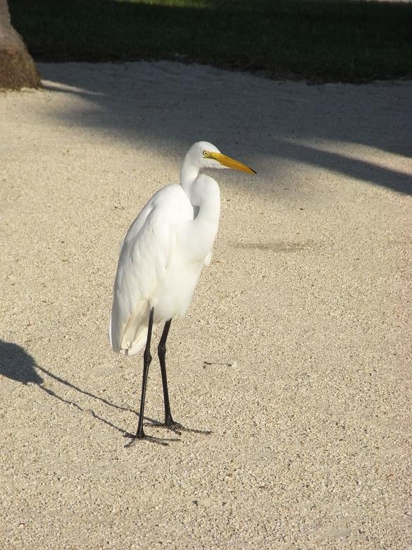 Free stock image of White egret created by Jackie Skeate