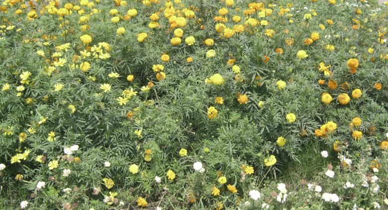 Free stock image of Garden of Merigold  created by Manash Choudhuri