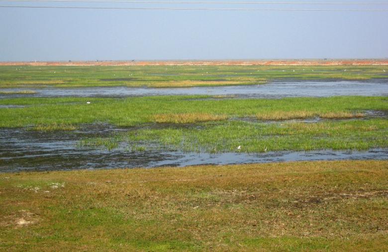 Free stock image of Marshy Land created by Manash Choudhuri