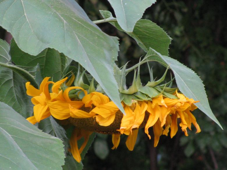 Free stock image of Sunflower  created by melissa denault