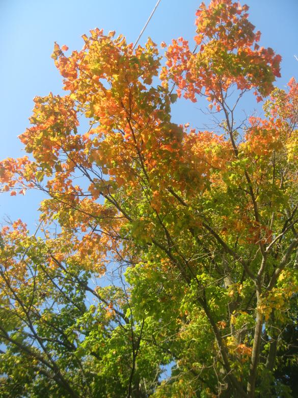Free stock image of Orange leaves created by melissa denault