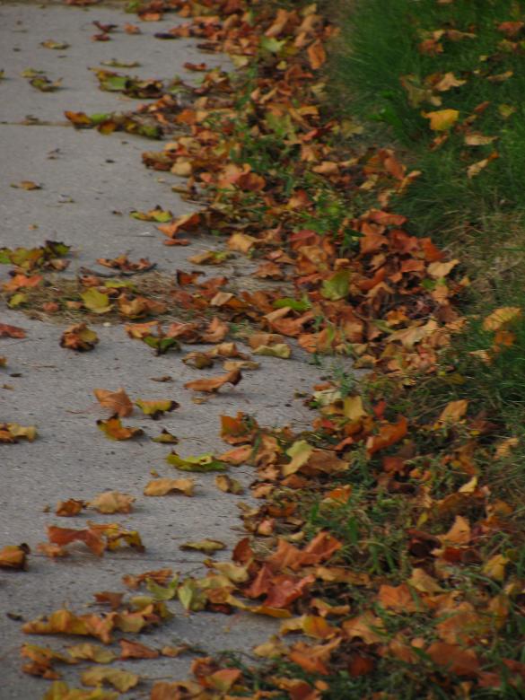 Free stock image of Blowing leaves created by melissa denault