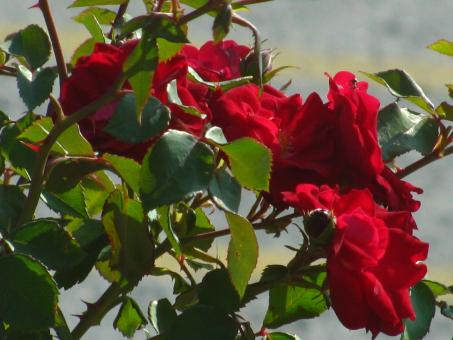 Red flowers  - Free Stock Photo