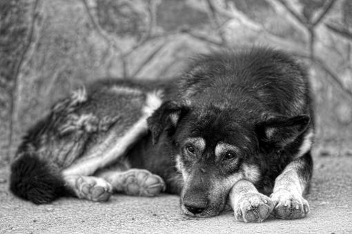 Dog - Free Stock Photo
