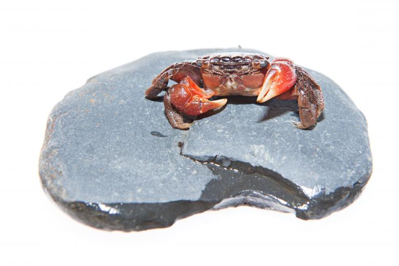 Free stock image of Crab created by 2happy