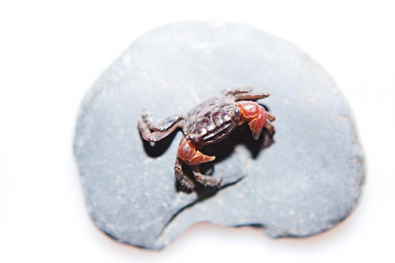 Free stock image of Crab created by 2happy