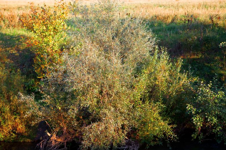 Free stock image of Bush created by 2happy