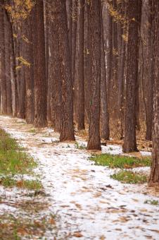 Free Stock Photo of Trees