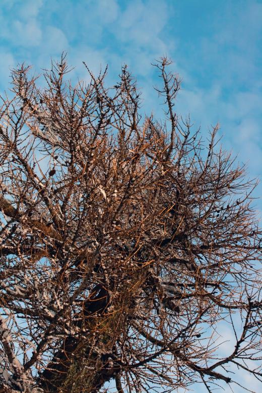 Free stock image of Tree created by 2happy
