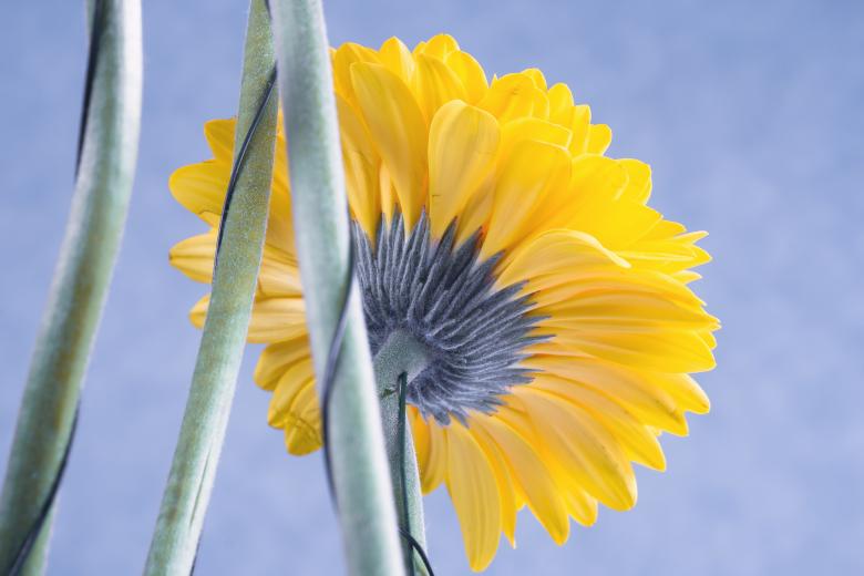 Free stock image of Yellow flower created by 2happy