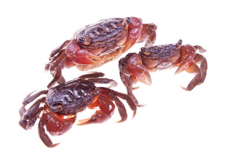 Free stock image of Crabs created by 2happy
