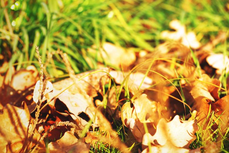 Free stock image of Nature background created by 2happy