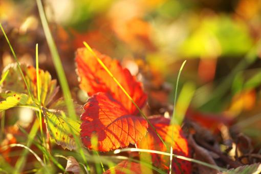 Nature background - Free Stock Photo