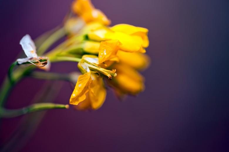 Free stock image of Flowers created by 2happy