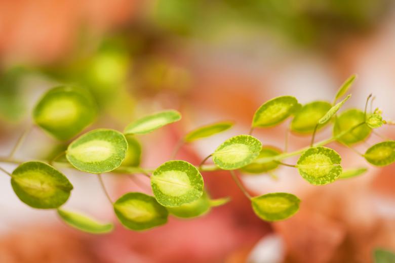 Free stock image of Green Leaves created by 2happy