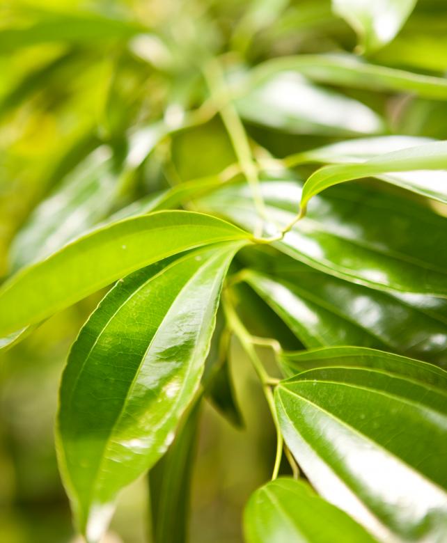 Free stock image of Green Leaves created by 2happy