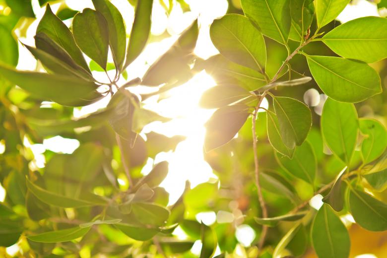 Free stock image of Nature background created by 2happy