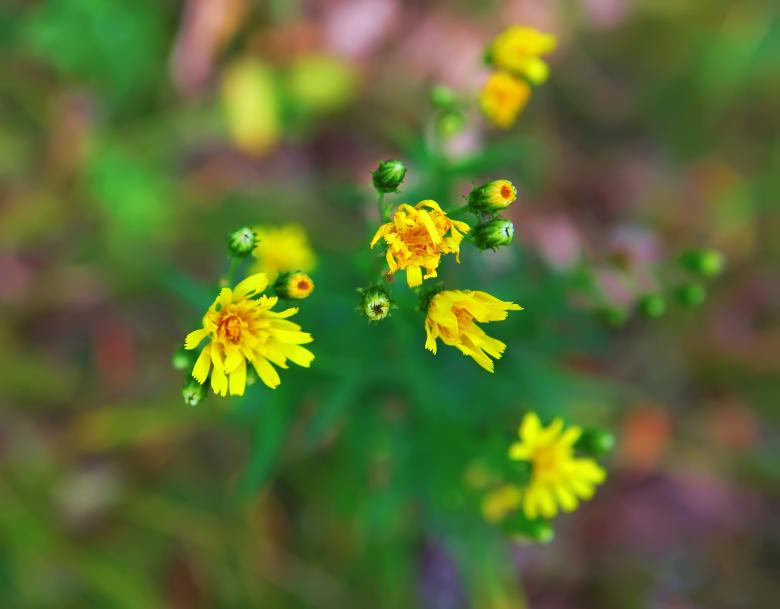 Free stock image of Flowers created by 2happy