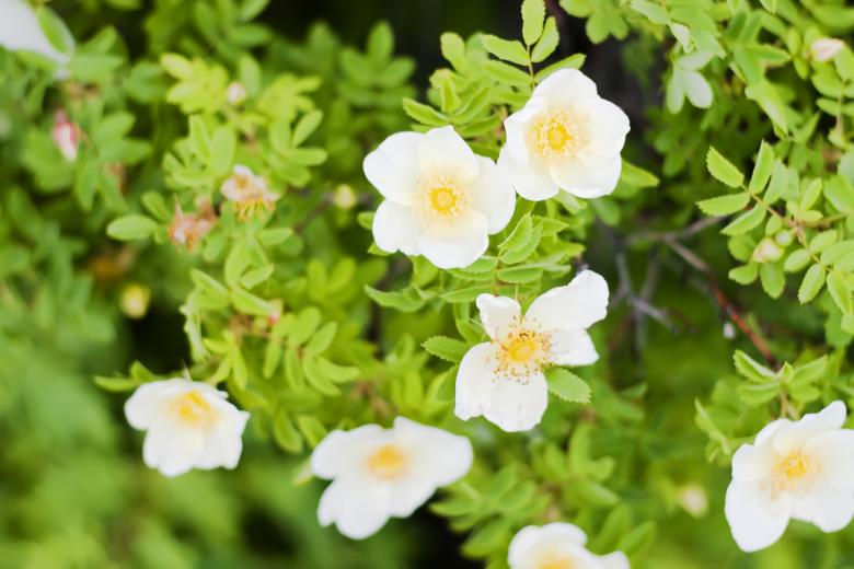Free stock image of White flowers created by 2happy