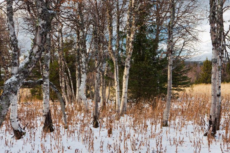 Free stock image of Winter trees created by 2happy