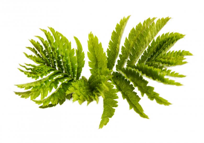 Free stock image of Plant created by 2happy