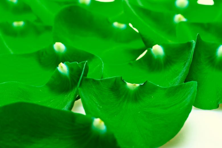 Free stock image of Green rose petals created by 2happy