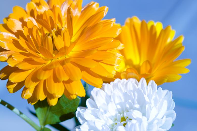 Free stock image of Flowers created by 2happy