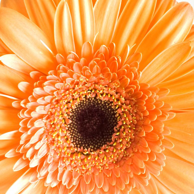 Free stock image of Orange Flower created by 2happy