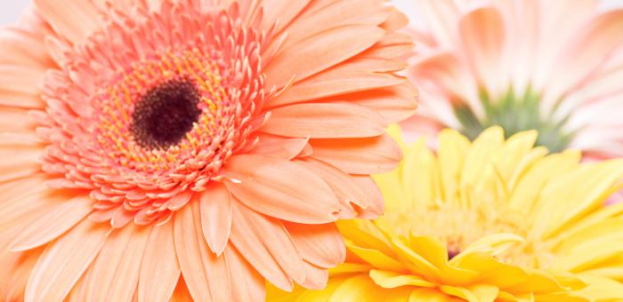 Flowers - Free Stock Photo