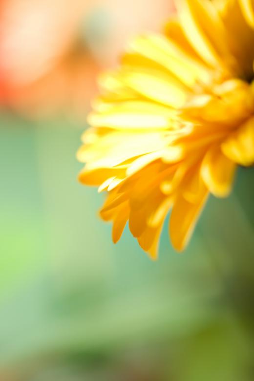 Free stock image of Yellow flower created by 2happy