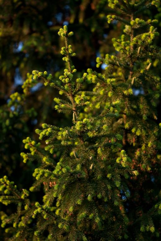 Free stock image of Pine Tree created by 2happy