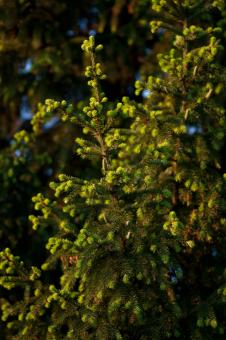 Free Stock Photo of Pine Tree