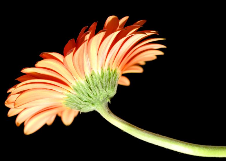Free stock image of Flower created by 2happy