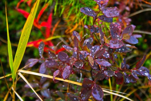 Free Stock Photo of Plants