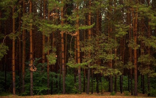 Free Stock Photo of Trees