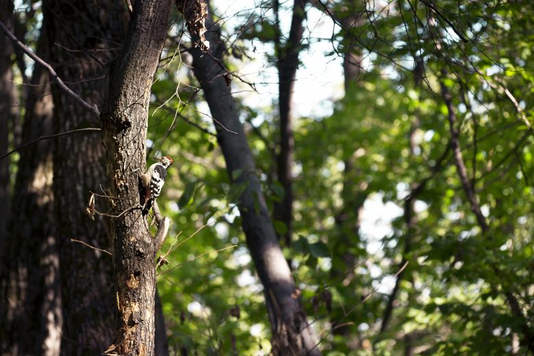 Free stock image of Bird in a Tree created by 2happy