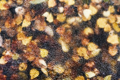 Free Stock Photo of Frozen Leaves