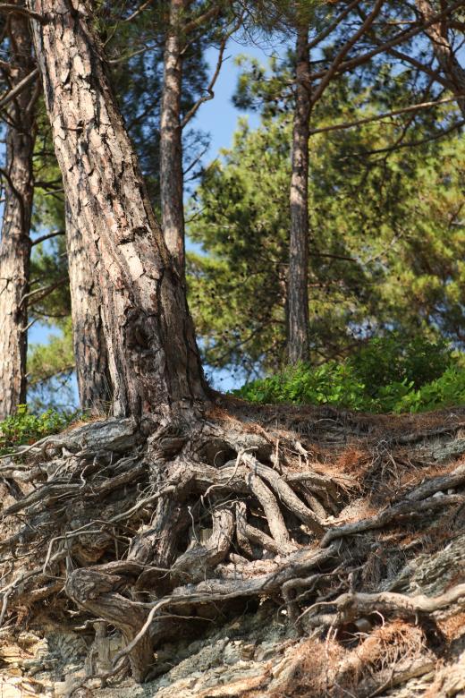 Free stock image of Root system created by 2happy