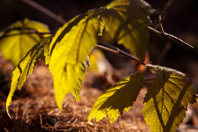 Free stock image of Leaves created by 2happy