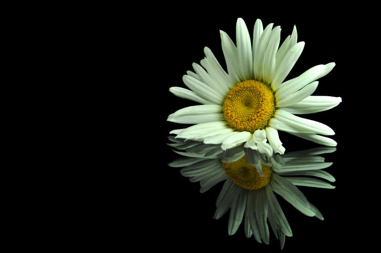 Free stock image of Single Daisy created by Carlos Porto