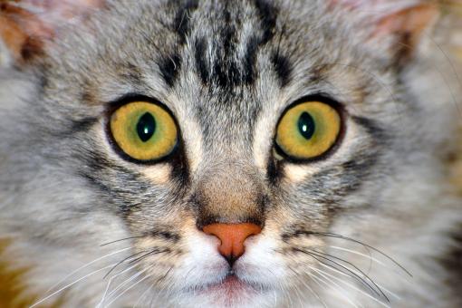 Eye Catching - Free Stock Photo