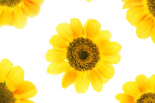 Sunflowers - Free Stock Photo