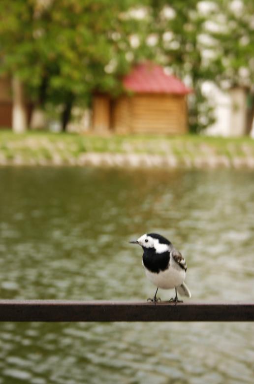 Free stock image of Bird created by 2happy