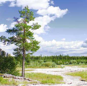 Free Stock Photo of Tree