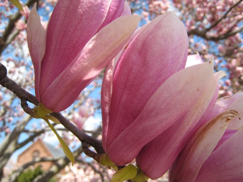 Free stock image of Magnolias created by RS