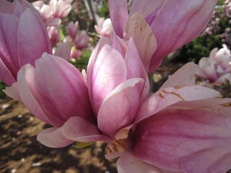 Free stock image of Magnolia created by RS